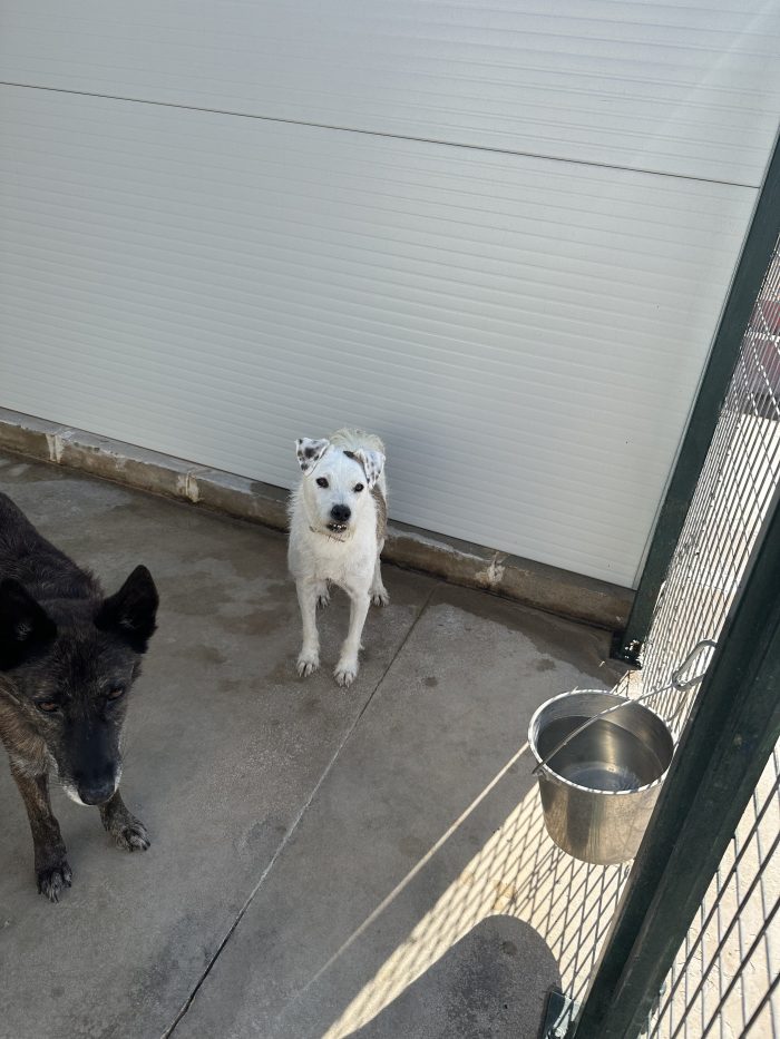 🥹❤️ GIANNINO, QUANDO ARRIVERÀ ANCHE PER TE IL MOMENTO DI ESSERE FELICE? 🐾🏡