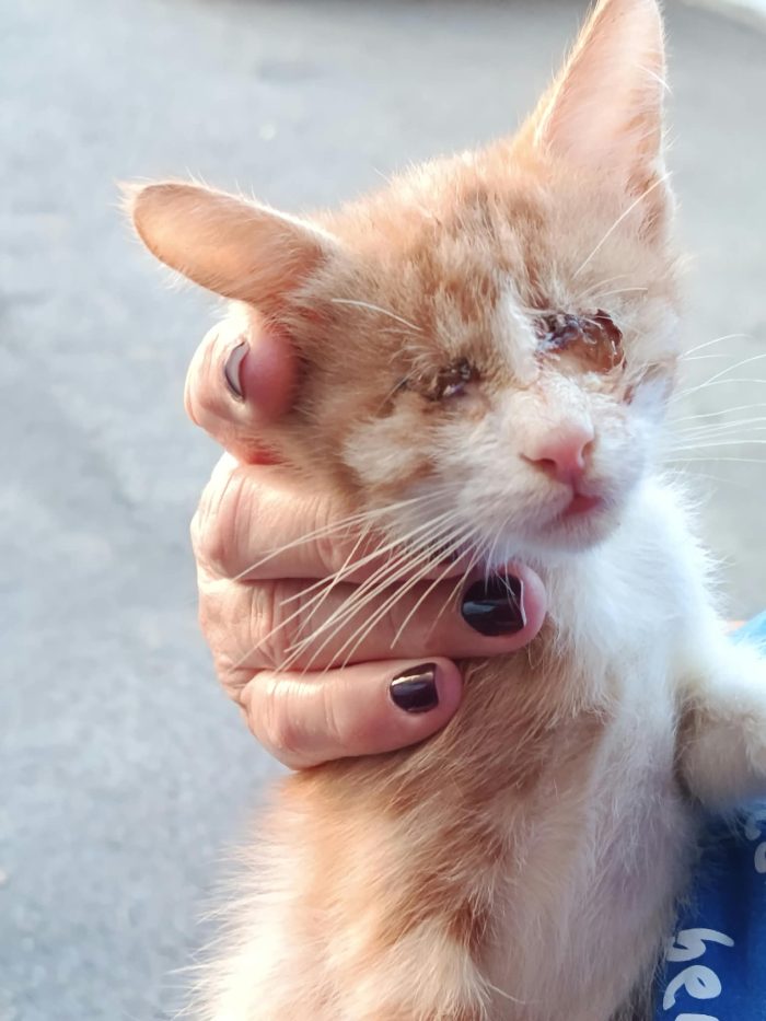 ROMEO, gattino cieco