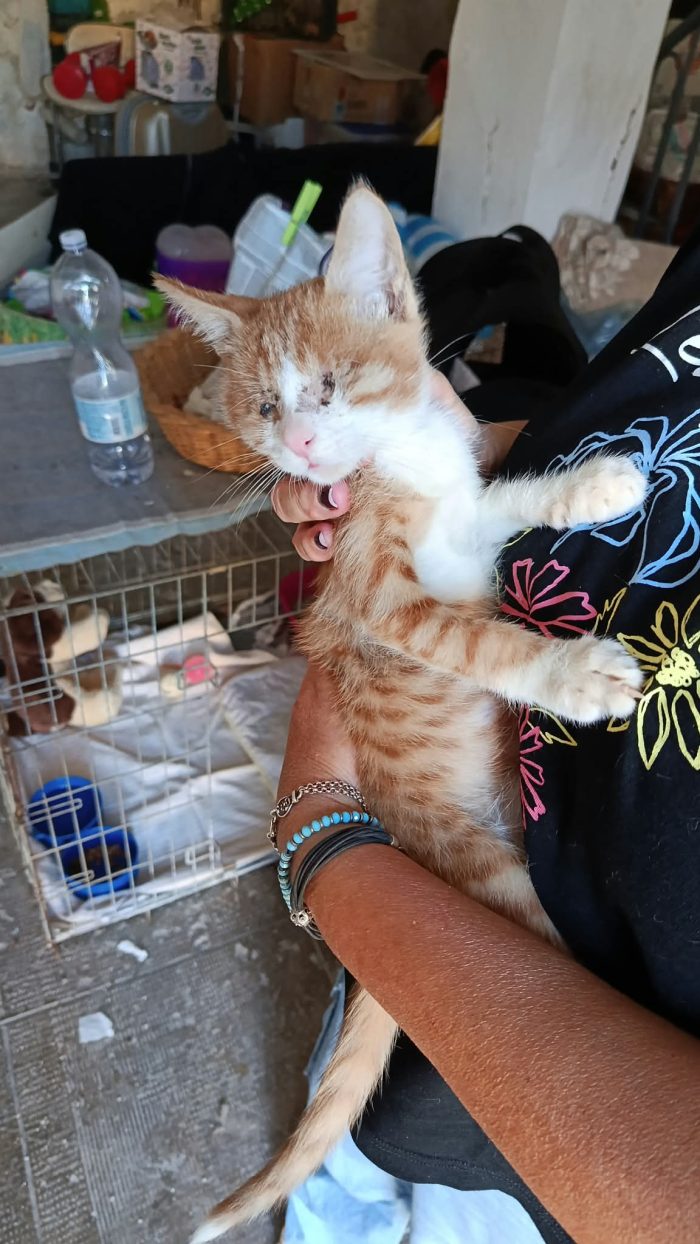 ROMEO, gattino cieco