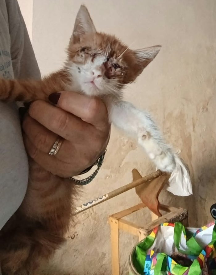 ROMEO, gattino cieco - media 6
