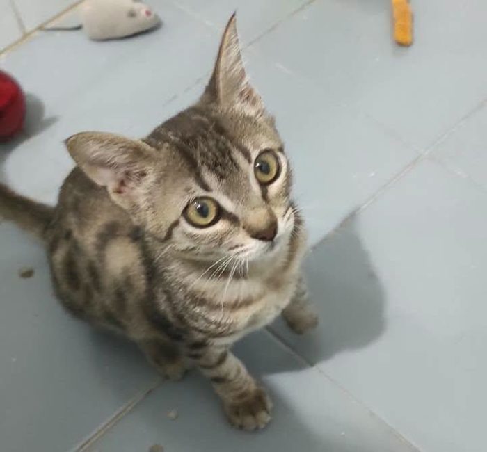 Mioo l’ha scampata e ora attende una famiglia