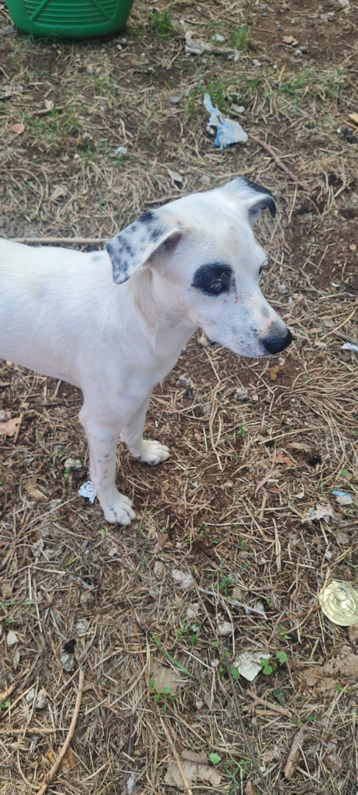 Il piccolo 💕 Pippo in cerca di amore 🐾