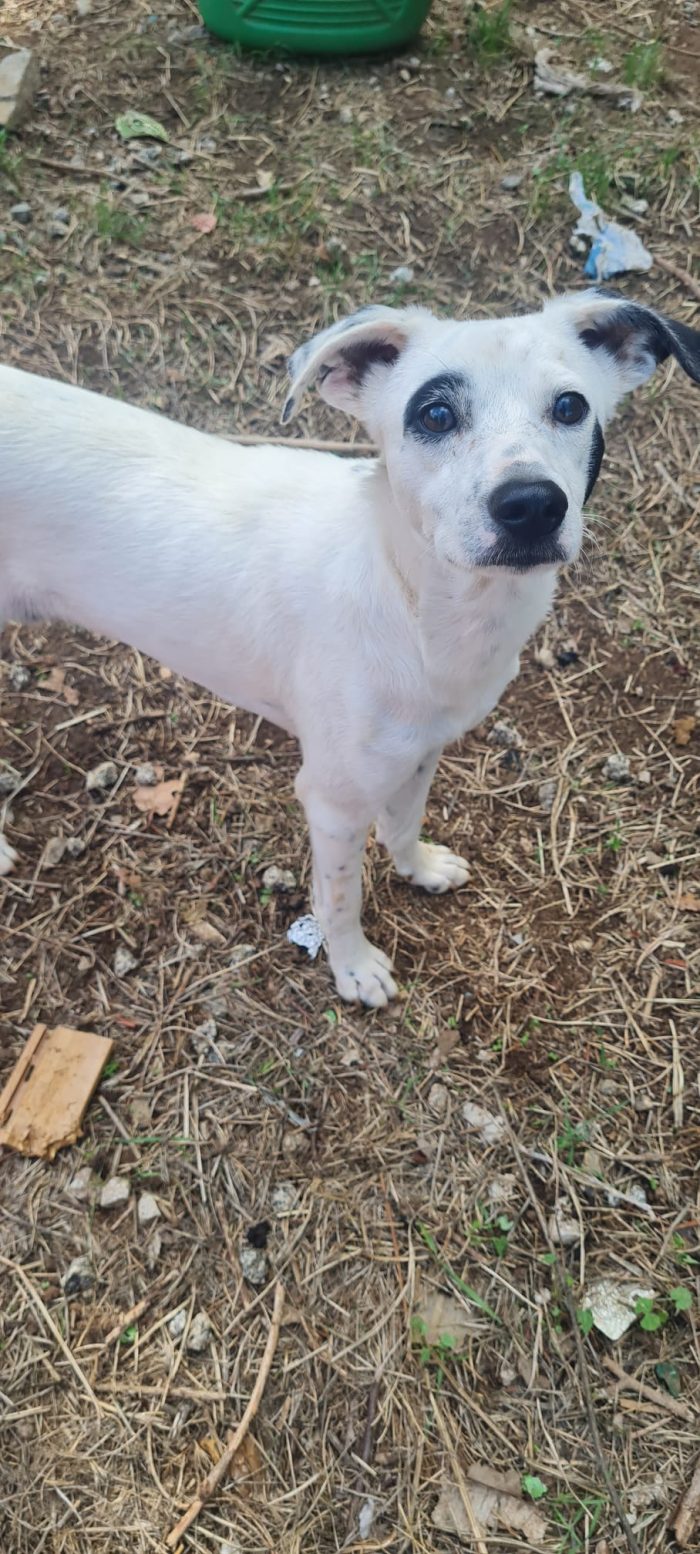 Il piccolo 💕 Pippo in cerca di amore 🐾 - media 4