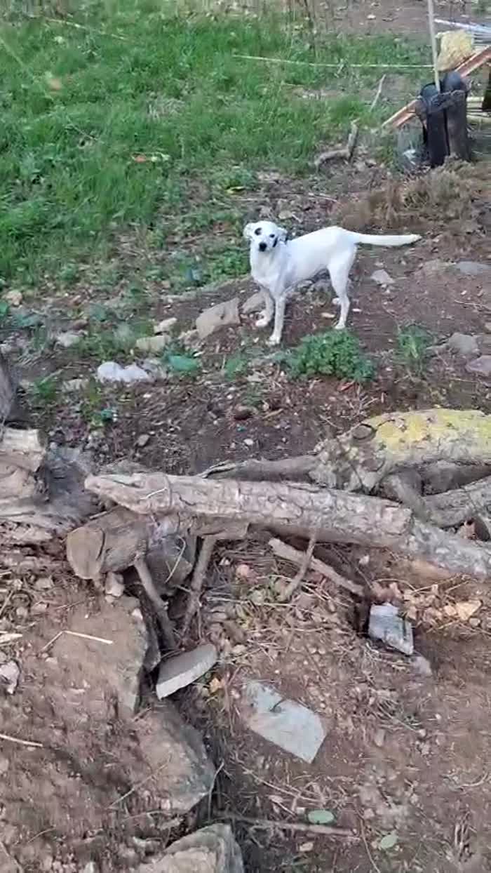 Il piccolo 💕 Pippo in cerca di amore 🐾 - media 5