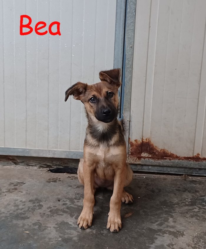 Melody e Bea, cucciole dolcissime in cerca di casa
