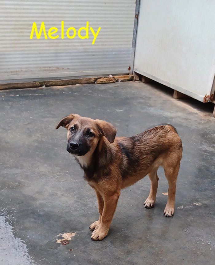 Melody e Bea, cucciole dolcissime in cerca di casa - media 6