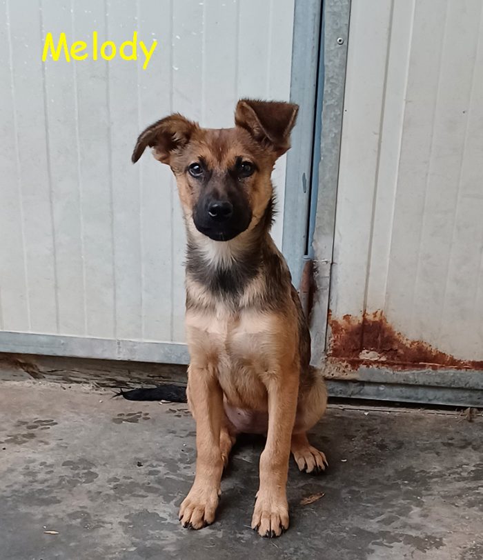 Melody e Bea, cucciole dolcissime in cerca di casa