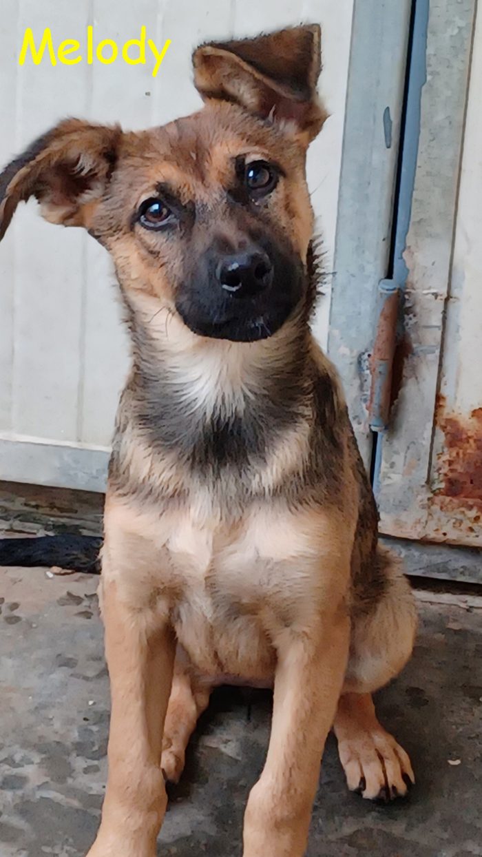 Melody e Bea, cucciole dolcissime in cerca di casa - media 4