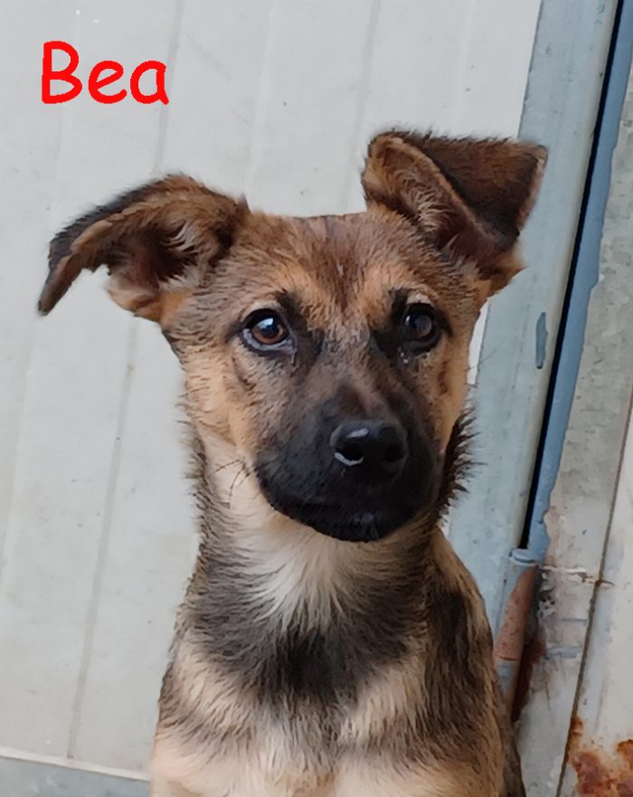 Melody e Bea, cucciole dolcissime in cerca di casa
