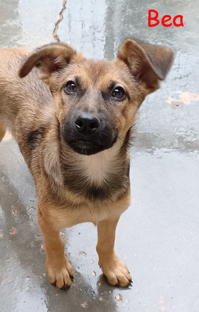 Melody e Bea, cucciole dolcissime in cerca di casa - media 5