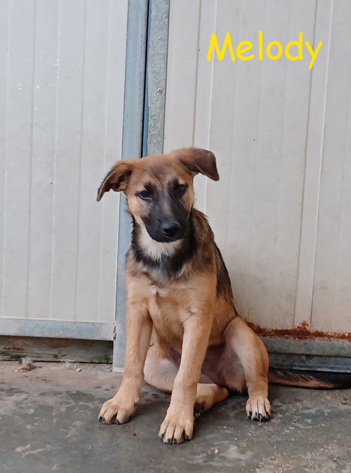 Melody e Bea, cucciole dolcissime in cerca di casa - media 8