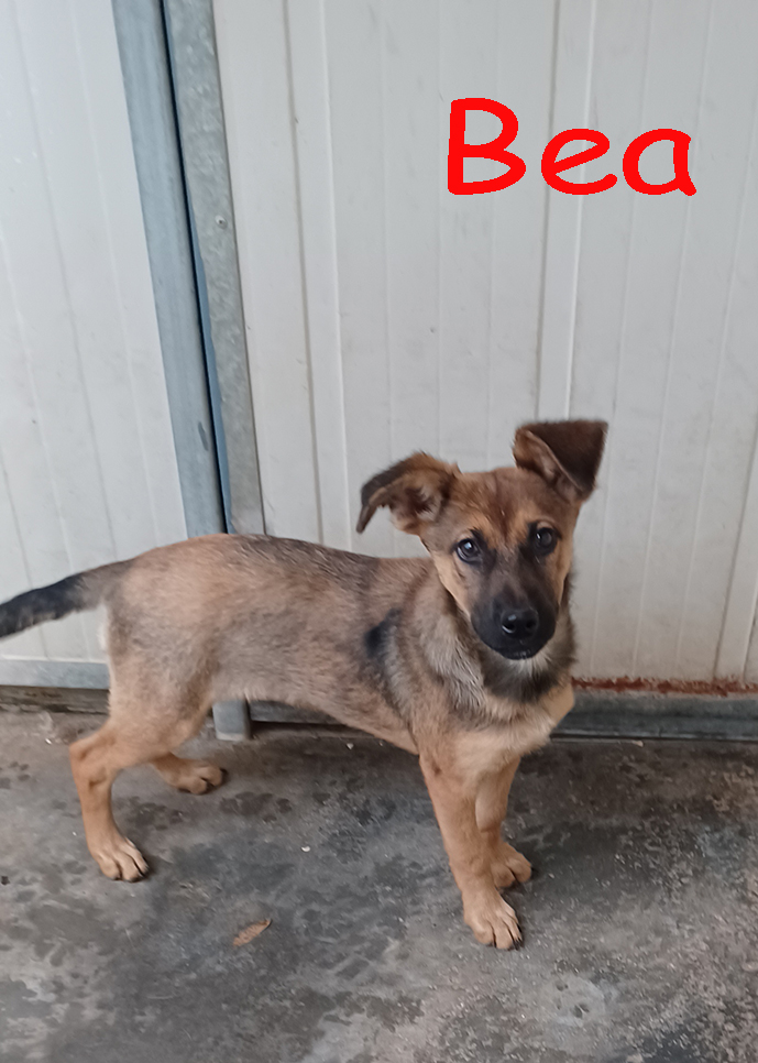 Melody e Bea, cucciole dolcissime in cerca di casa - media 7