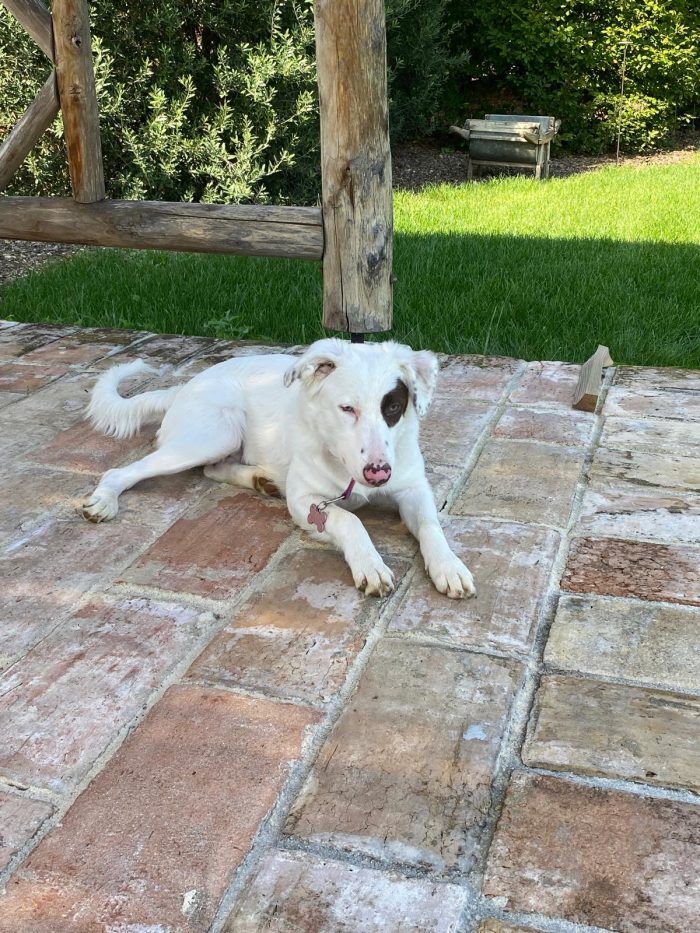 Amanda, simil pastore Australiano, Belga Malinois di 7 mesi