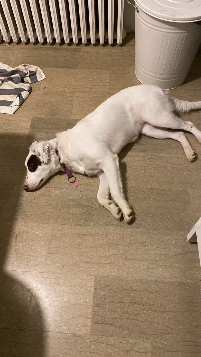 Amanda, simil pastore Australiano, Belga Malinois di 7 mesi