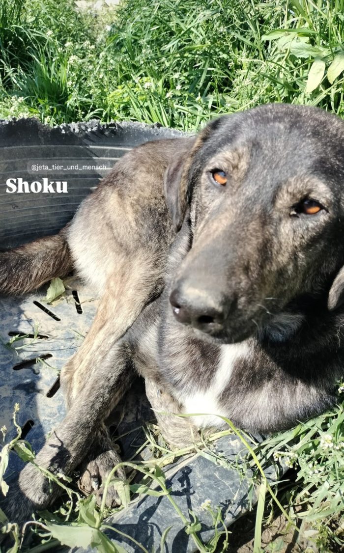 Shoku needs a home