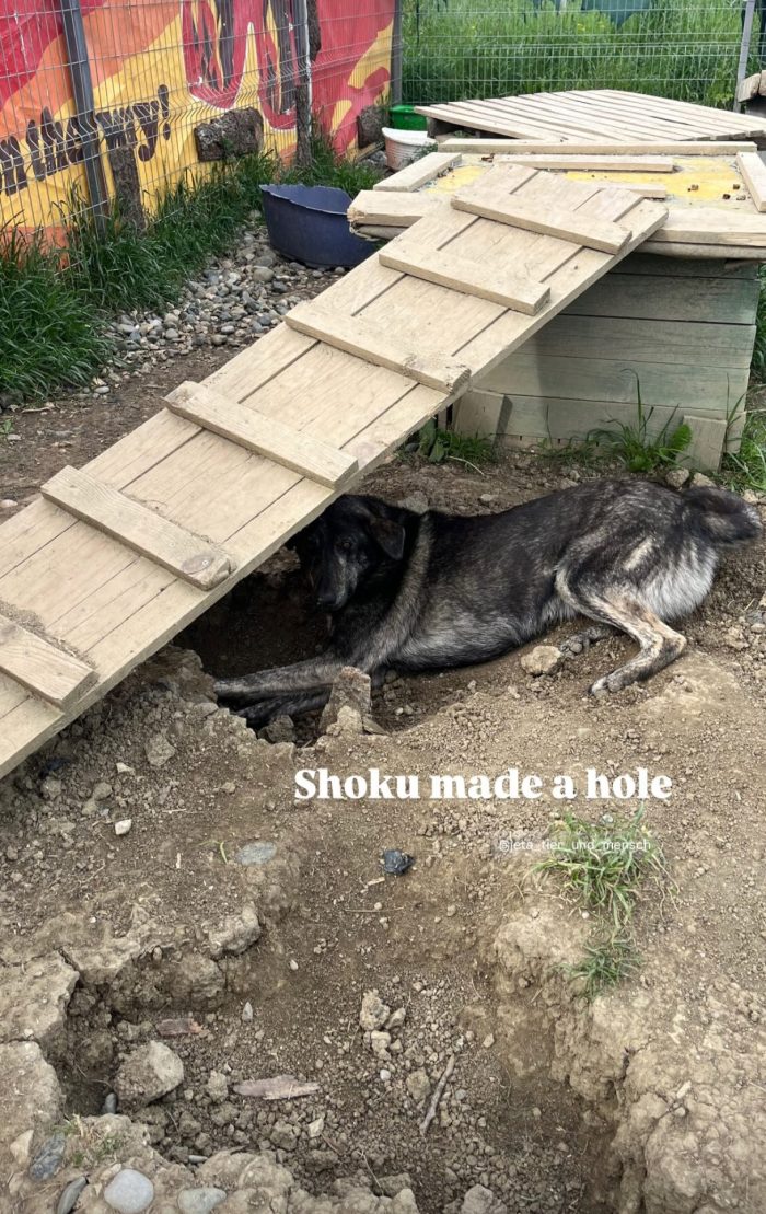 Shoku needs a home