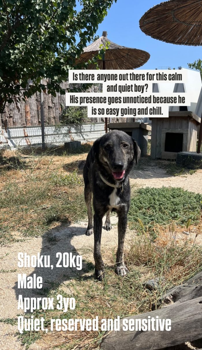 Shoku needs a home - media 4