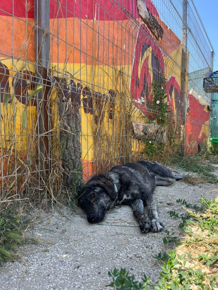 Shoku needs a home - media 5