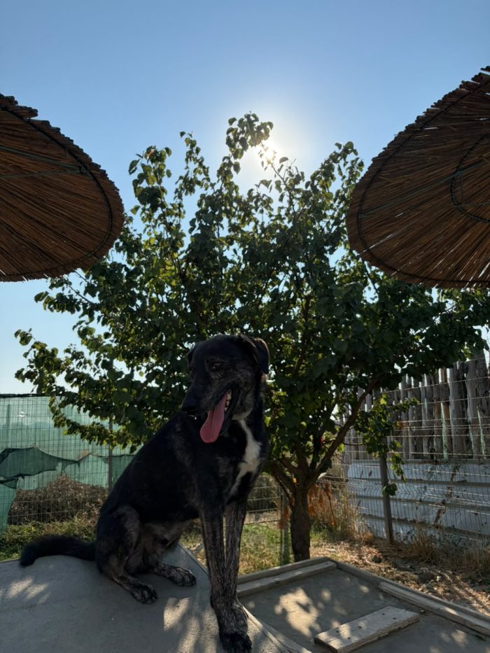 Shoku needs a home - media 6