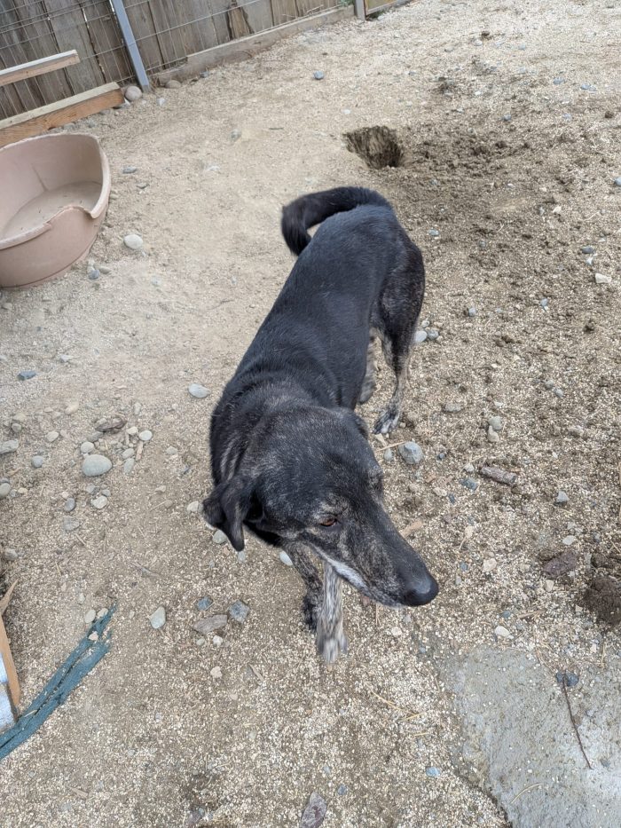 Shoku needs a home - media 9