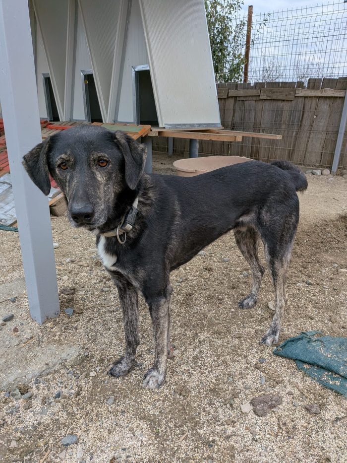 Shoku needs a home