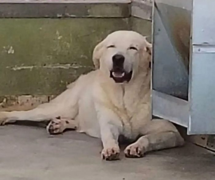 Armando 12anni mix Labrador in un angolo del box triste e solo. NAPOLI
