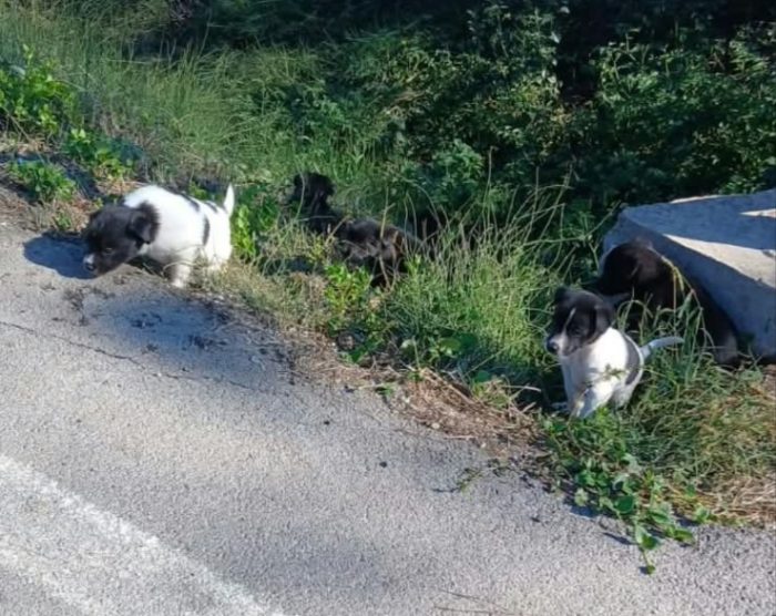 Alan: 2 mesi taglia contenuta - media 8