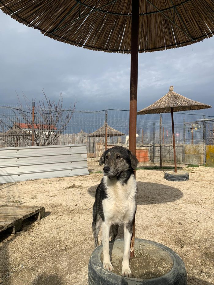 Mojo needs a home