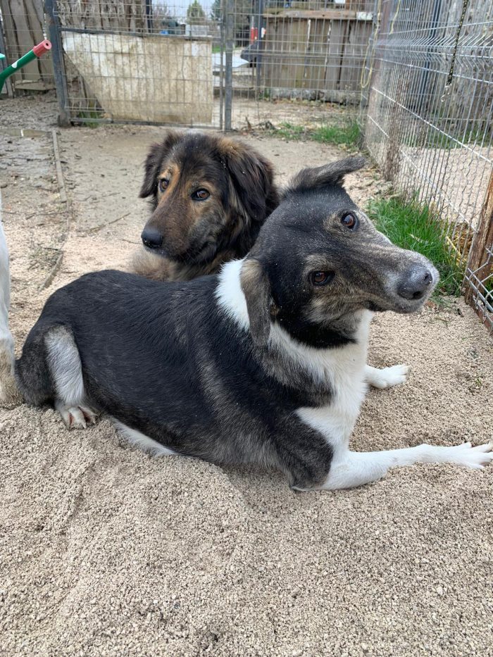 Mojo needs a home