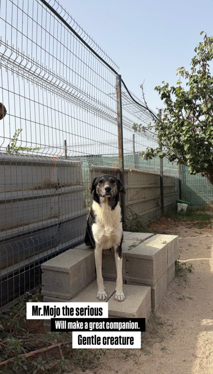 Mojo needs a home - media 5