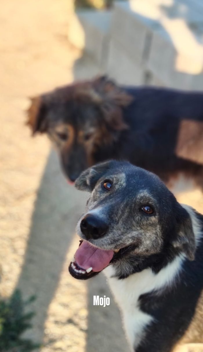Mojo needs a home - media 4