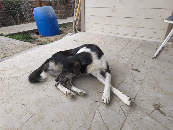 Mojo needs a home - media 7