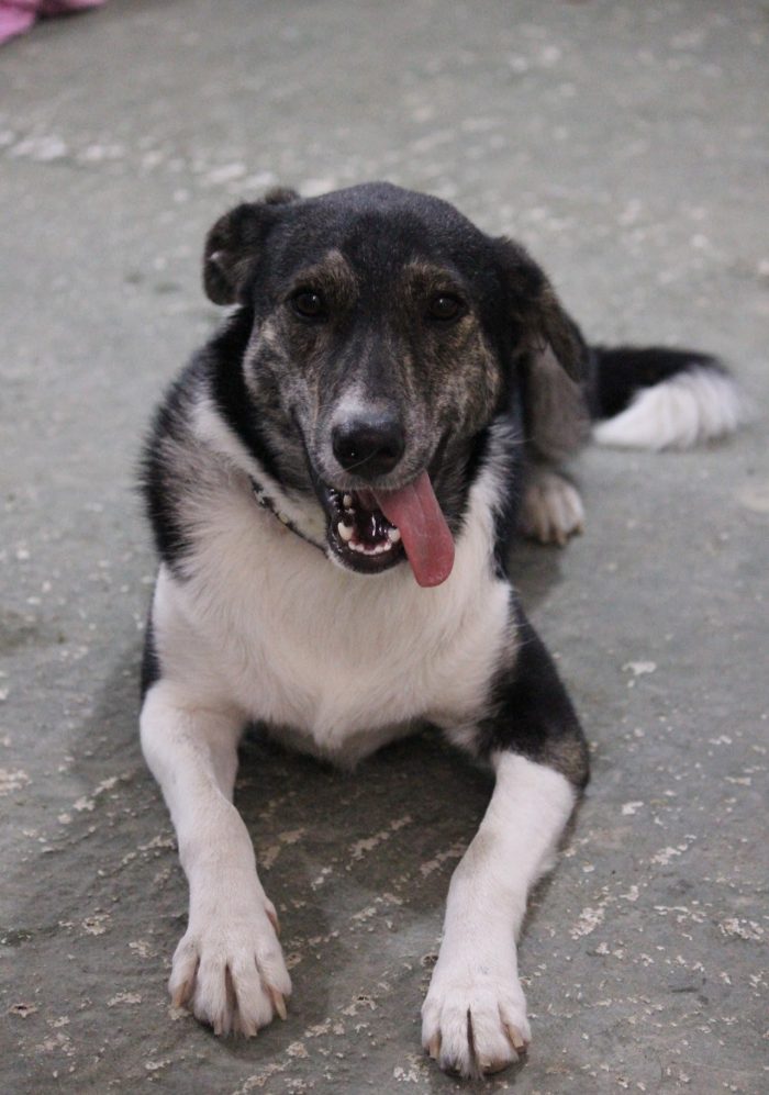 Mojo needs a home - media 6
