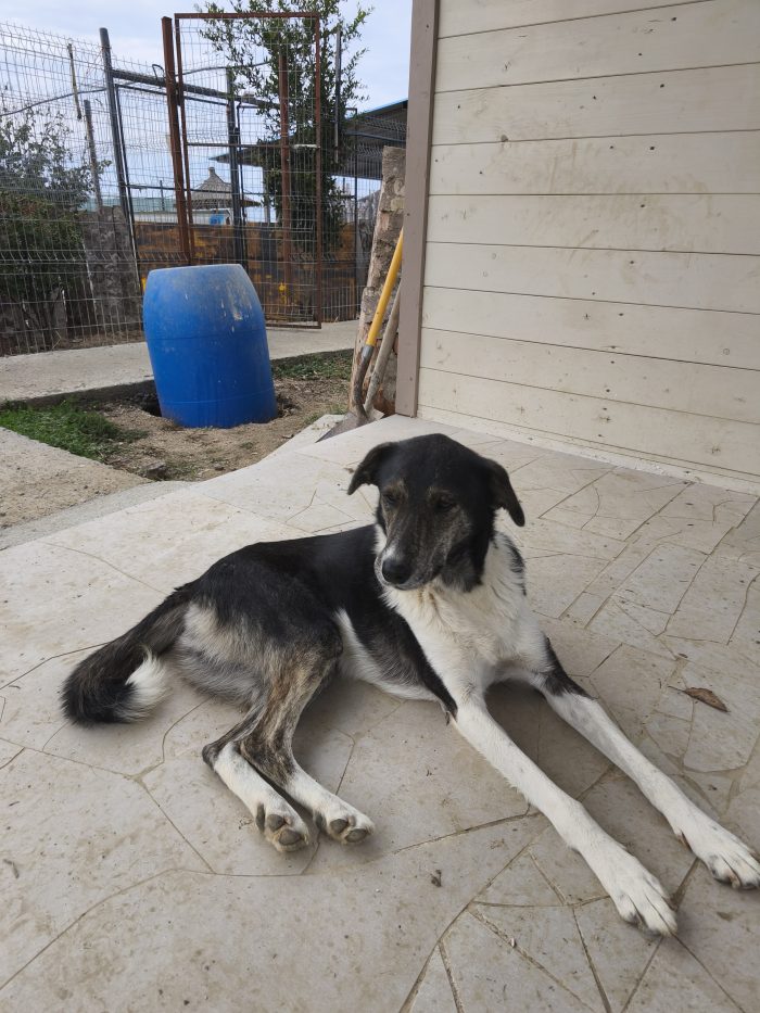 Mojo needs a home