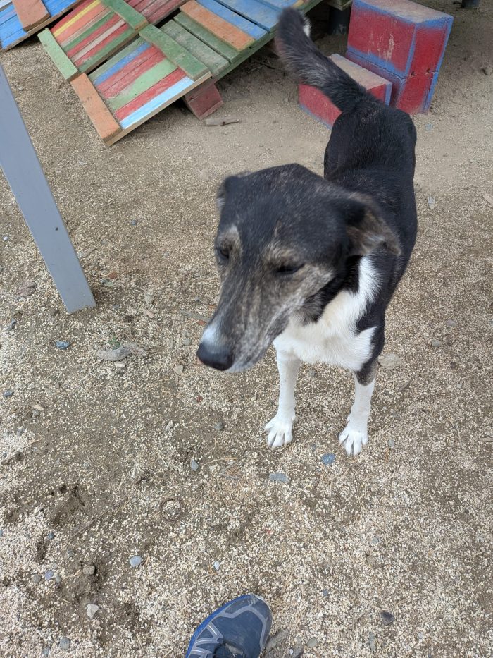 Mojo needs a home - media 8
