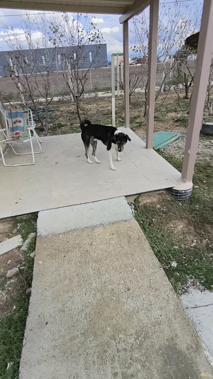 Mojo needs a home - media 10