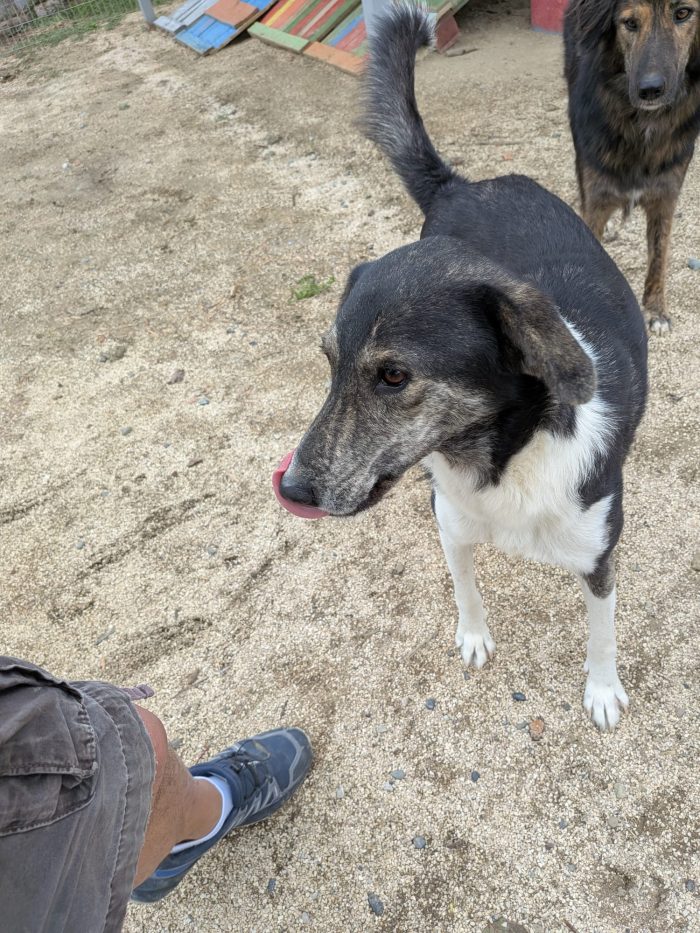 Mojo needs a home - media 9