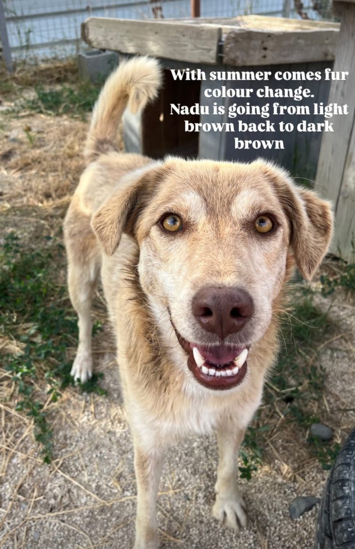 Nadu needs a home - media 4
