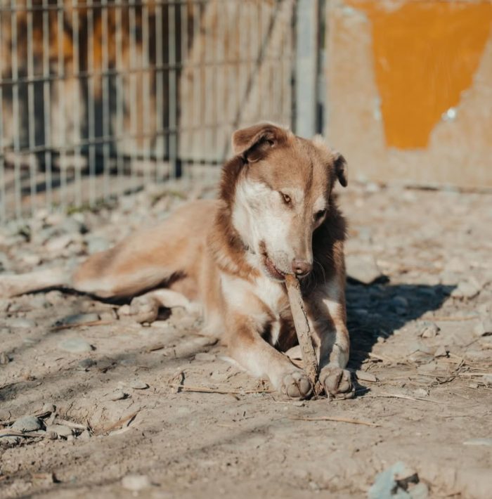 Nadu needs a home