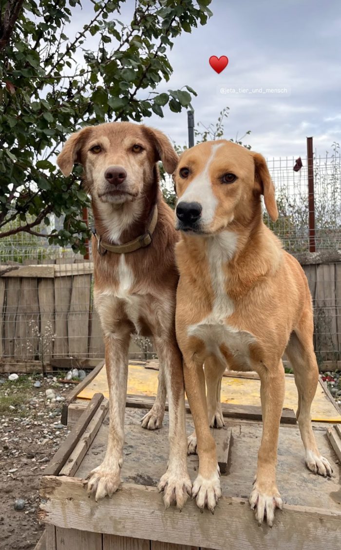 Nadu needs a home - media 5