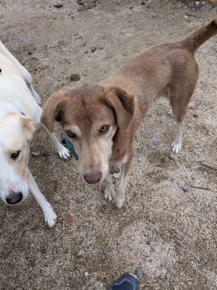 Nadu needs a home - media 8