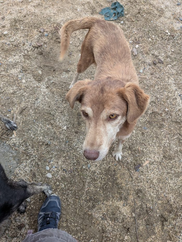Nadu needs a home - media 9