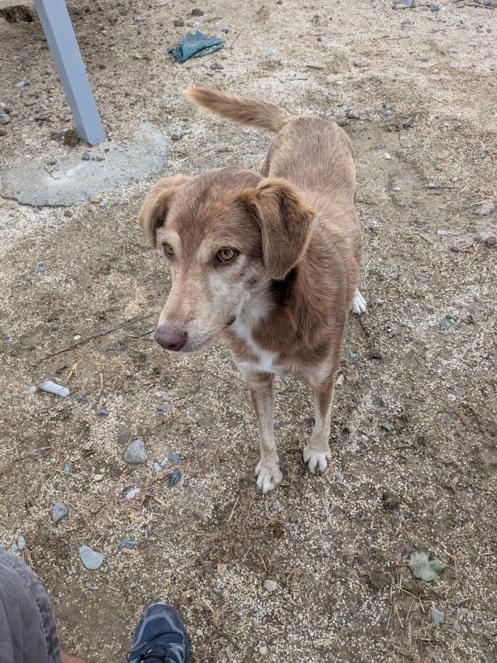 Nadu needs a home