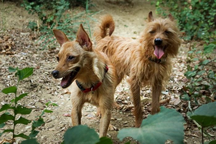 Bingo e Kira, compagni di vita