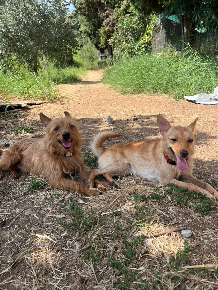 Bingo e Kira, compagni di vita