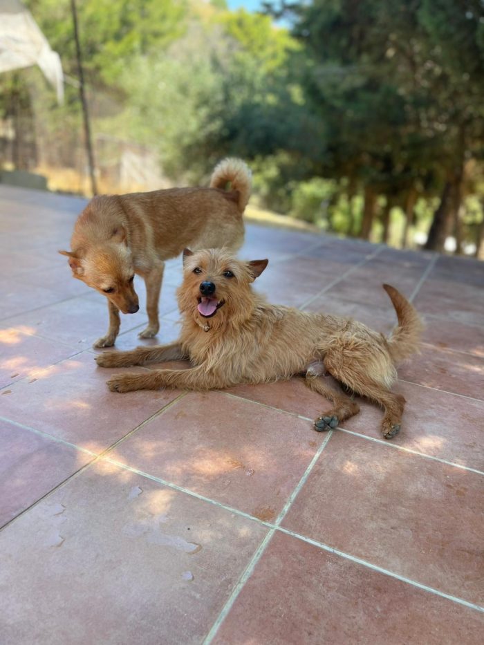 Bingo e Kira, compagni di vita