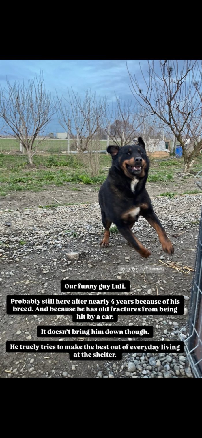 Luli wants a home - media 5