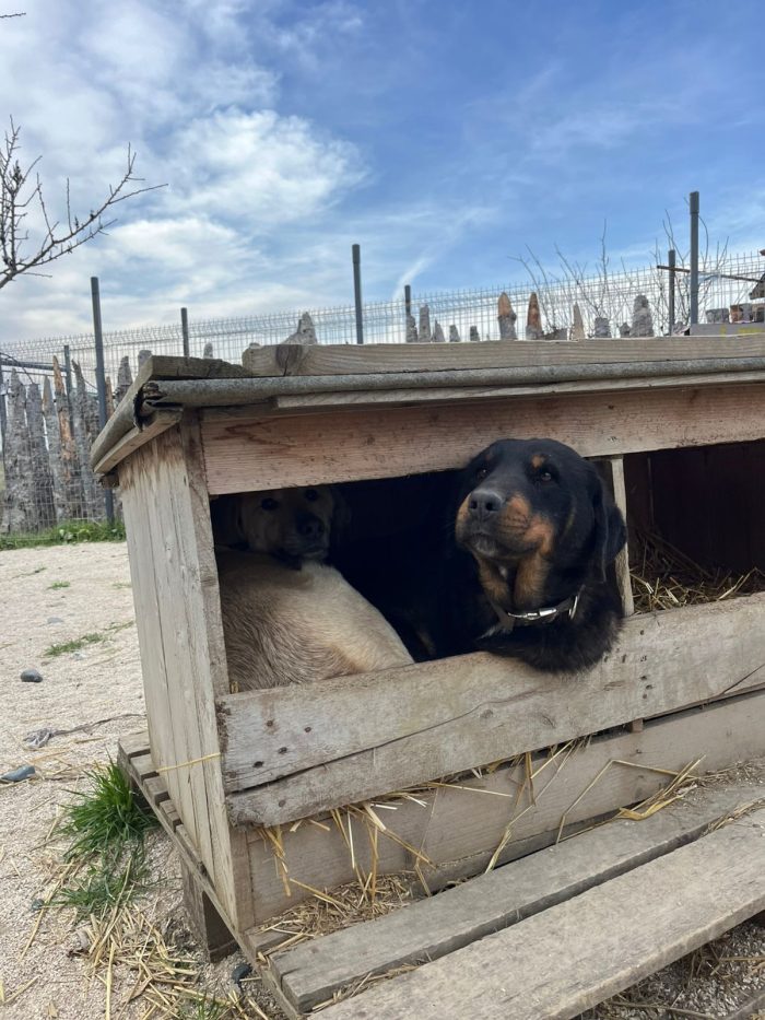 Luli wants a home