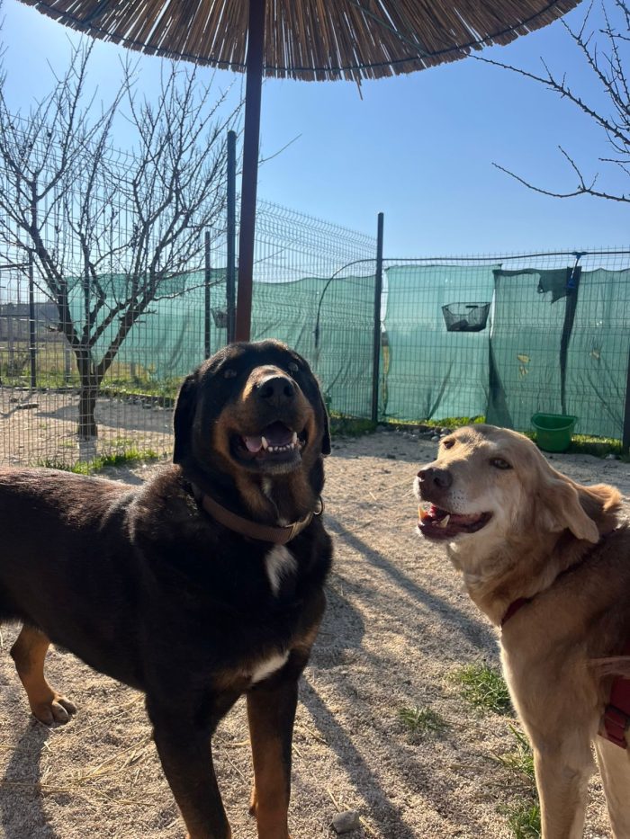Luli wants a home - media 4