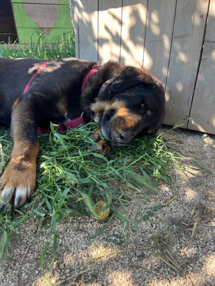 Luli wants a home - media 6
